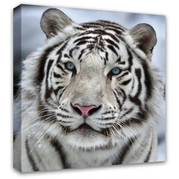 https://jmart.kz/images/detailed/11247/118307261-1.webp