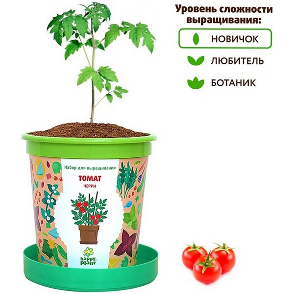 https://jmart.kz/images/detailed/3626/happy-plant-vyrasivanie-rastenij-tomat-cerri-hpn-7-104246018-4.JPG